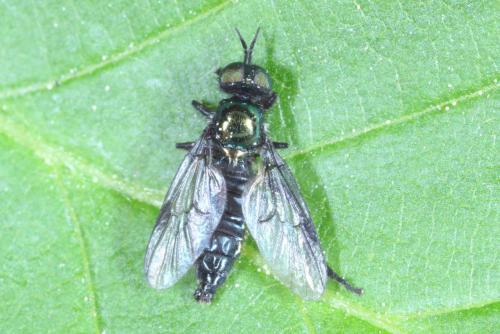 Actina chalybea